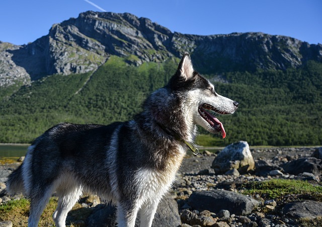 husky